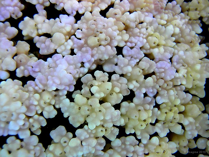 24- Detail de madrepore (corail dur) - Ilot Kouare.JPG